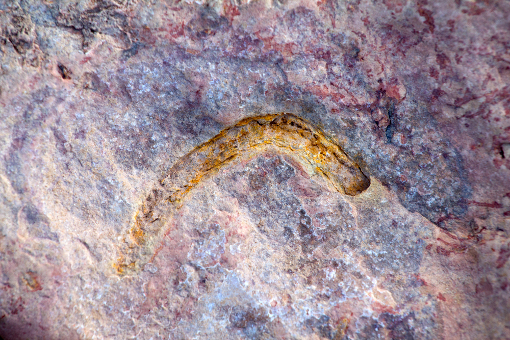 Proof that you evolved from a worm