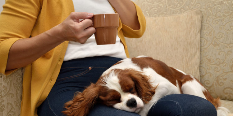 The origin of the word lap