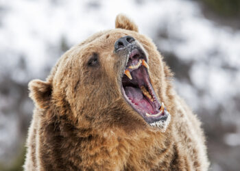 The Story of The Bear Who Became a Cigarette-Smoking, Beer-Drinking World War II Hero