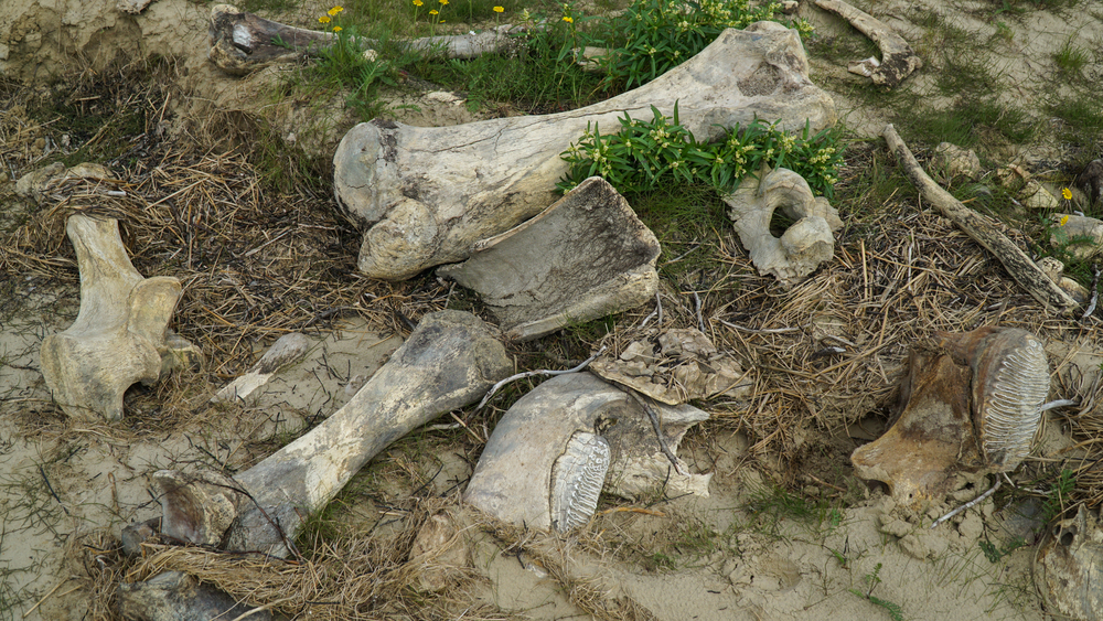Extraordinary mammoth bone ice sculptures remain mysterious